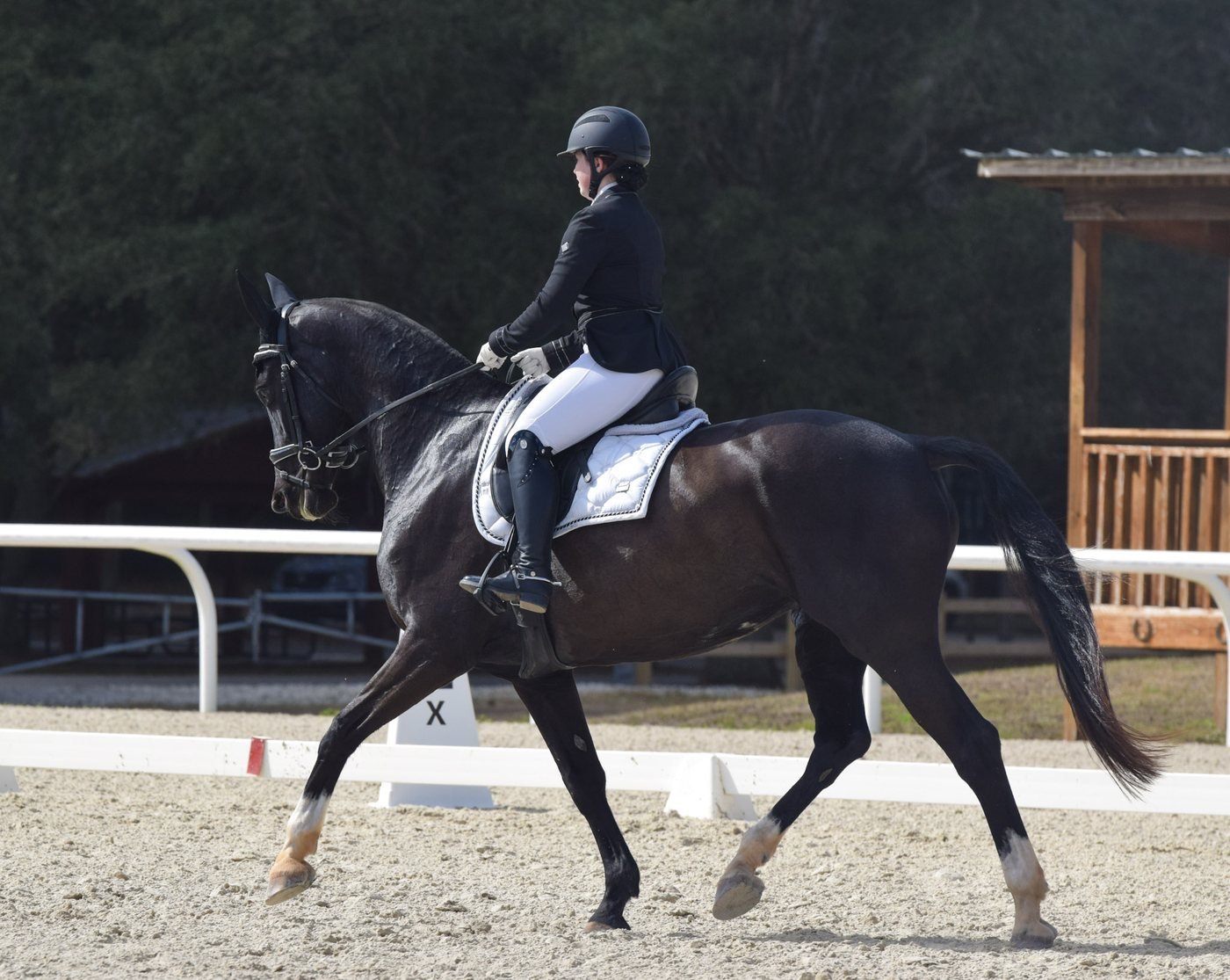 Isabela riding a dressage test