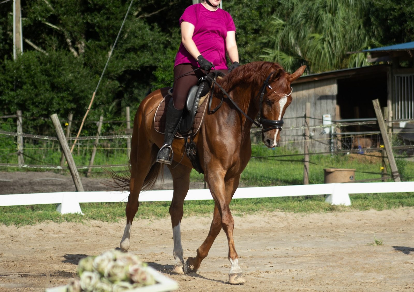 Horse and rider in the arena