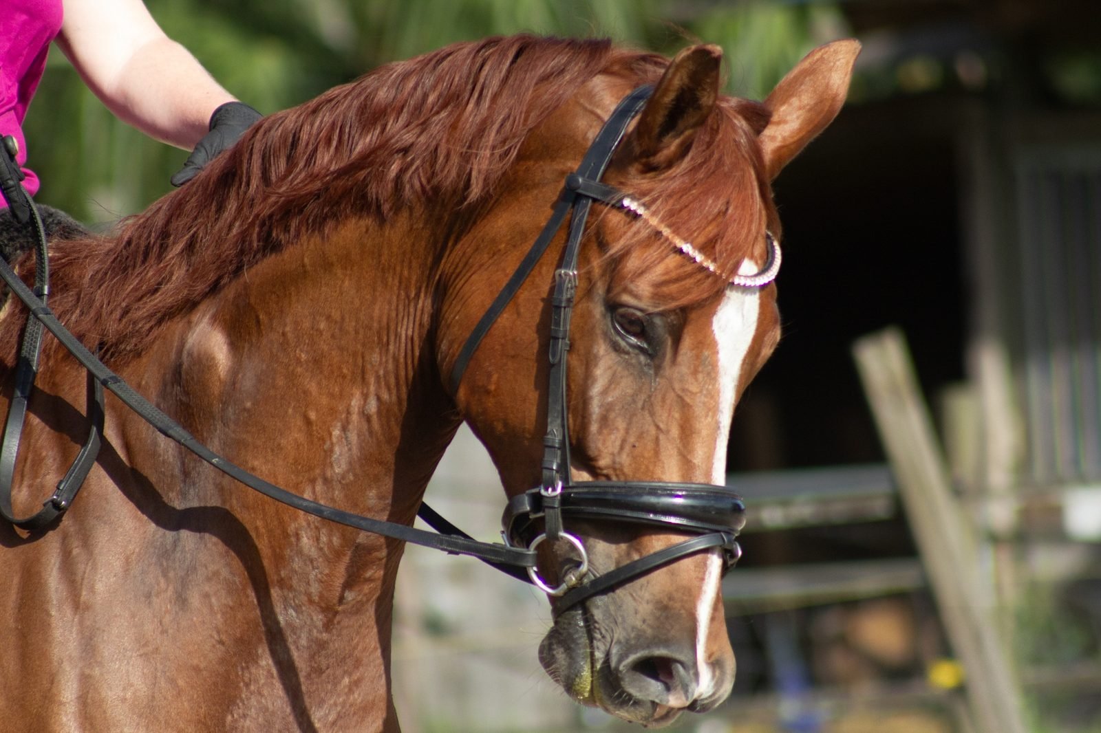 Chestnut horse portrait